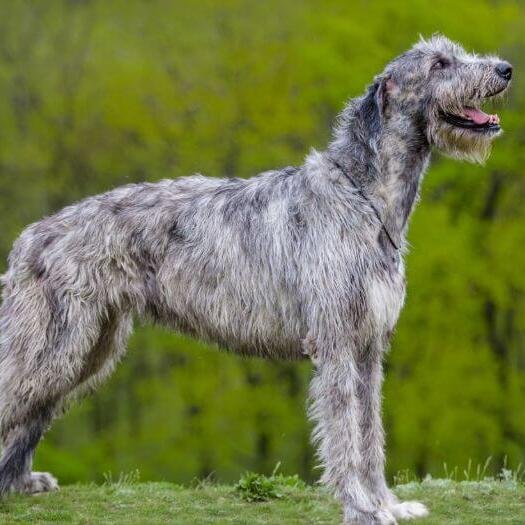 Irish Wolfhound